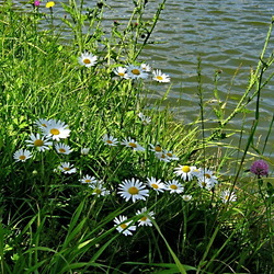 Jigsaw puzzle: Chamomile by the river