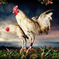 Jigsaw puzzle: White chickens