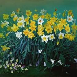 Jigsaw puzzle: Flower bed of daffodils