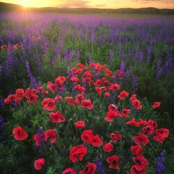 Jigsaw puzzle: Poppies at sunset