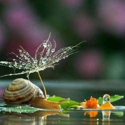 Jigsaw puzzle: Snail on vacation