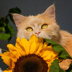 Jigsaw puzzle: Ginger and sunflower