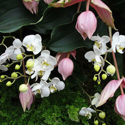 Jigsaw puzzle: Medinilla and orchid