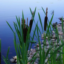 Jigsaw puzzle: Growing reeds