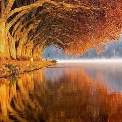 Jigsaw puzzle: Trees above the water surface