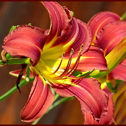 Jigsaw puzzle: Day-lily