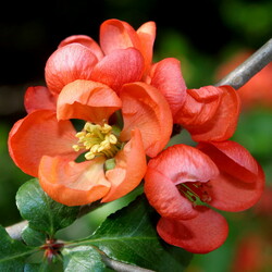 Jigsaw puzzle: Japanese quince