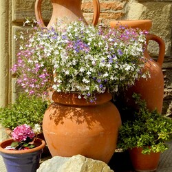 Jigsaw puzzle: Flowers in a jug