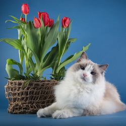Jigsaw puzzle: Kitty and tulips