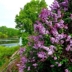 Jigsaw puzzle: Divine blooming lilac