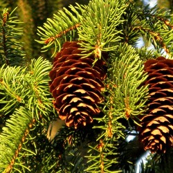Jigsaw puzzle: Spruce cones