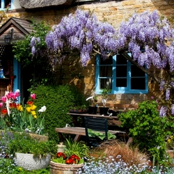 Jigsaw puzzle: Wisteria bloomed