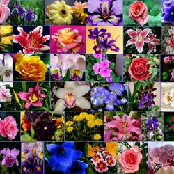 Jigsaw puzzle: Collage of flowers