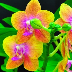 Jigsaw puzzle: Orange orchids