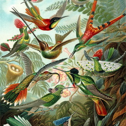 Jigsaw puzzle: Hummingbird species