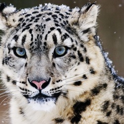 Jigsaw puzzle: Snow Leopard