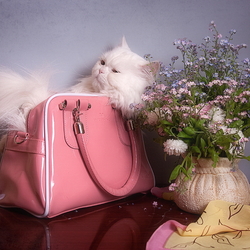 Jigsaw puzzle: White cat. Pink bag