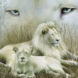 Jigsaw puzzle: White lions
