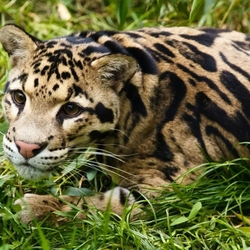 Jigsaw puzzle: Clouded leopard