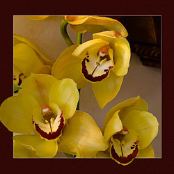 Jigsaw puzzle: Yellow orchids