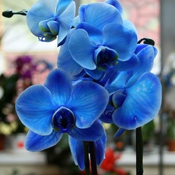 Jigsaw puzzle: Blue orchid