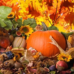 Jigsaw puzzle: Play of autumn colors