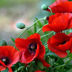 Jigsaw puzzle: Scarlet poppies