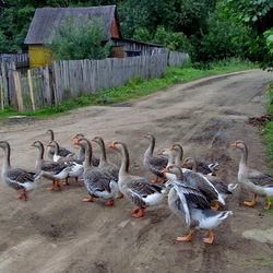 Jigsaw puzzle: And the geese cross the road is important