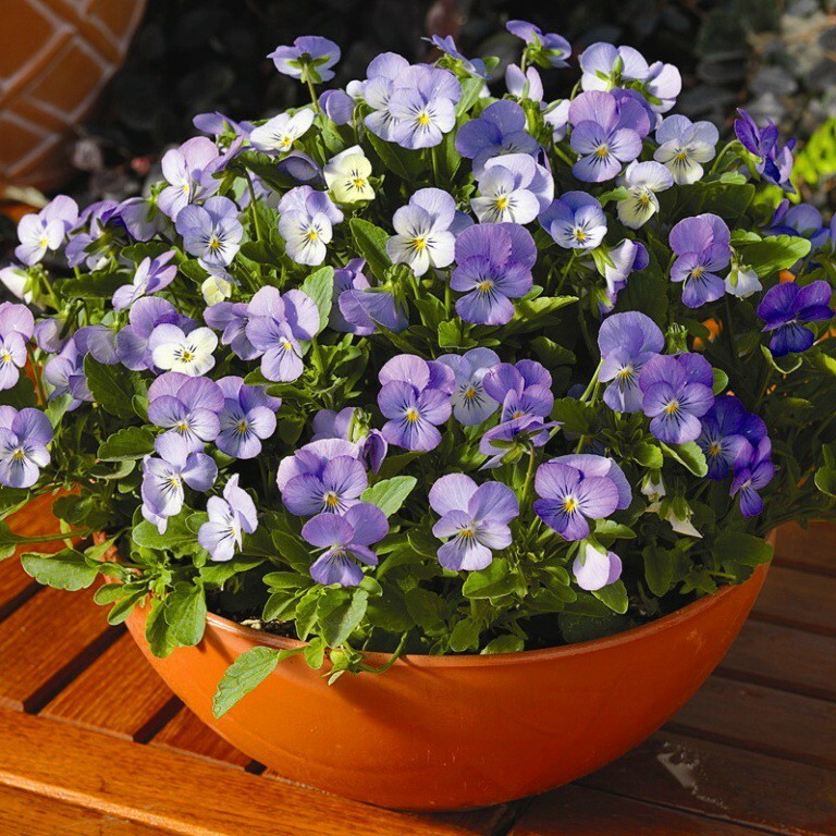 Jigsaw puzzle «Viola» solve jigsaw puzzles online PuzzleIt