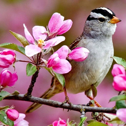 Jigsaw puzzle: Bird on a flowering branch