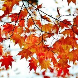 Jigsaw puzzle: Autumn maple