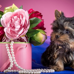 Jigsaw puzzle: Dog and flowers