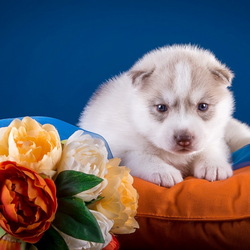 Jigsaw puzzle: Dog and flowers