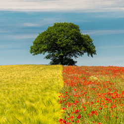 Jigsaw puzzle: Green-red field