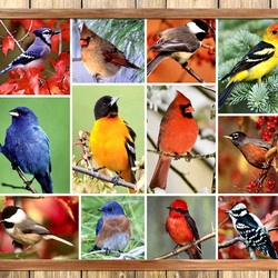 Jigsaw puzzle: Songbirds