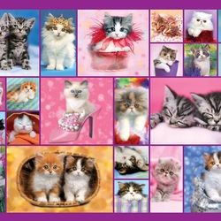 Jigsaw puzzle: Cat collage