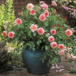Jigsaw puzzle: Roses in a flowerpot