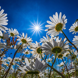 Jigsaw puzzle: Chamomile on a sunny day