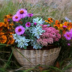 Jigsaw puzzle: September flowers