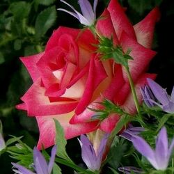 Jigsaw puzzle: Rose and bells