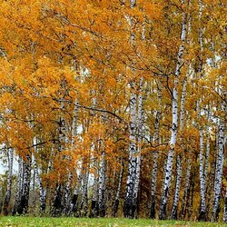 Jigsaw puzzle: Autumn birches