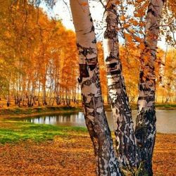 Jigsaw puzzle: Fall has come