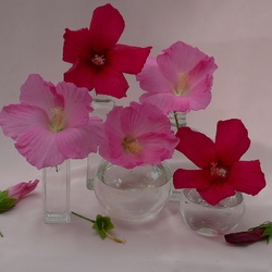 Jigsaw puzzle: Collection of hibiscus