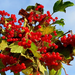 Jigsaw puzzle: Bunches of viburnum are scarlet