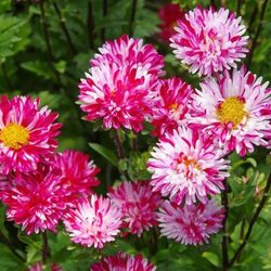 Jigsaw puzzle: Asters