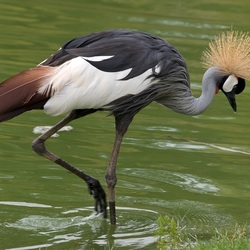 Jigsaw puzzle: Crowned crane