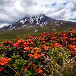 Jigsaw puzzle: Flowers of Kamchatka