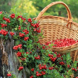 Jigsaw puzzle: Lingonberry