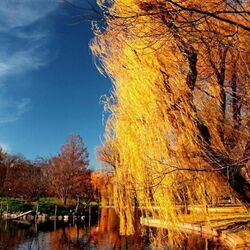 Jigsaw puzzle: And the golden willow