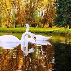 Jigsaw puzzle: White swans on the pond
